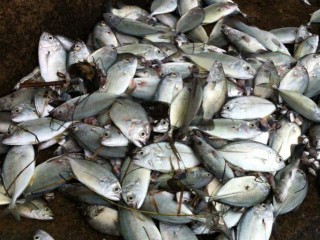 Cá chết được người dân Thừa Thiên Huế thu gom mang đi thiêu hủy. Ảnh Nguyen thi Dieu Anh