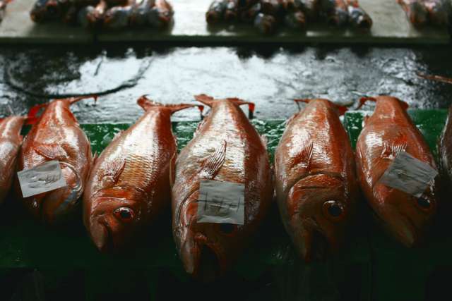 fish_Taiwant_Credit_Carrie_Kellenberger_via_Flickr_CC_BY_20_CNA