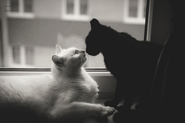 hình ảnh : đen và trắng, Mèo con, con mèo, Canon, Động vật có vú, Đơn sắc,  Đóng lên, L, Mũi, Râu, Hiệu quả, Động vật có xương sống, Usm, F2, 135mm,
