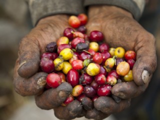 Hands of Coffee Worker Holding Beans