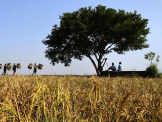 Đời sống thường nhật của người nông dân Ấn độ  (ANSA)