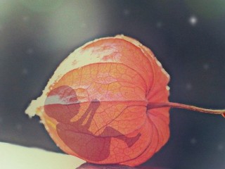 Ecuador dự thảo huỷ bỏ hình phạt phá thai