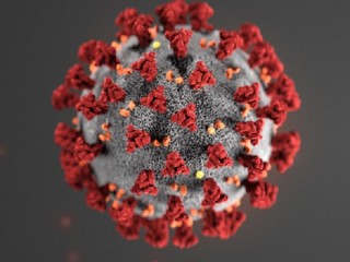 coronavirus