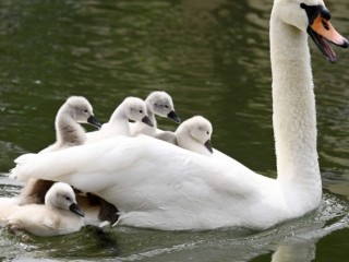 Một con thiên nga với cygnet trên sông Ill ở Strasbourg (AFP hoặc người cấp phép)