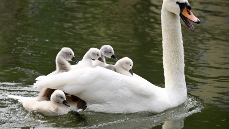 Một con thiên nga với cygnet trên sông Ill ở Strasbourg (AFP hoặc người cấp phép)