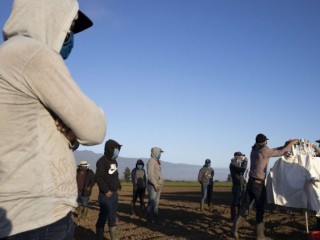 Công nhân nông nghiệp nhập cư ở Hoa Kỳ. (2020 Getty Images)