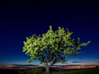 Dự án '' Laudato Tree 'nhằm mục đích trồng 8.000 kim cây trải dài trên 13 quốc gia thuộc khu vực Sahel (ANSA)