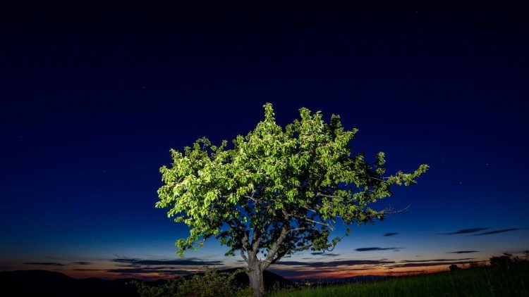 Dự án '' Laudato Tree 'nhằm mục đích trồng 8.000 kim cây trải dài trên 13 quốc gia thuộc khu vực Sahel (ANSA)