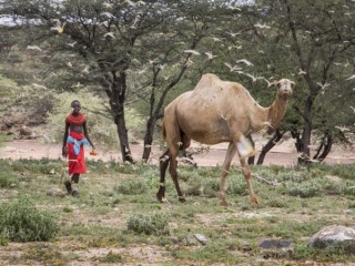 Trong bức ảnh này được chụp vào thứ Năm, ngày 16 tháng 1 năm 2020, một cậu bé Samburu đi sau lạc đà của mình khi một đàn châu chấu sa mạc lấp đầy không khí, gần làng Sissia, thuộc hạt Samburu, Kenya. Các nhà chức trách cho biết đợt bùng phát châu chấu sa mạc nghiêm trọng nhất trong 25 năm đang lan rộng khắp Đông Phi và gây ra mối đe dọa chưa từng có đối với an ninh lương thực ở một số quốc gia dễ bị tổn thương nhất trên thế giới, với điều kiện khí hậu bất thường một phần là nguyên nhân. (Nguồn: Patrick Ngugi / AP)