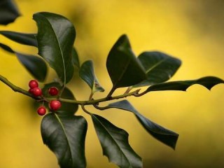 caritas-pledges-to-build-a-just-and-equitable-society-12927-86.