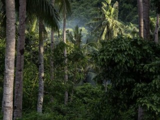 Một khu rừng ở Philippines (Ảnh: AFP)