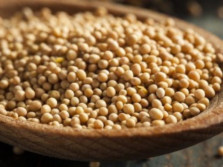 Từ Tin Mừng theo Thánh Mác-cô: Rồi Người lại nói : "Chúng ta ví Nước Thiên Chúa với cái gì đây ? Lấy dụ ngôn nào mà hình dung được ? Nước Thiên Chúa giống như hạt cải..."  (©Brent Hofacker - stock.adobe.com)