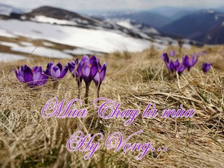 spring