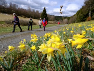 Những người đi bộ ngang qua cánh đồng hoa thủy tiên dại ở vùng Eifel gần biên giới Đức-Bỉ, gần Höfen, Đức, ngày 16 tháng 4 năm 2021. Thông điệp của Đức Thánh Cha Phanxicô, "Laudato Si", về Chăm sóc Ngôi nhà Chung của Chúng ta , "tiếp tục là tiên tri cho một thế giới bị ảnh hưởng bởi đại dịch và hậu đại dịch, theo văn phòng Vatican chịu trách nhiệm về các mối quan tâm về môi trường. (Tín dụng: Wolfgang Rattay / Reuters qua CNS)