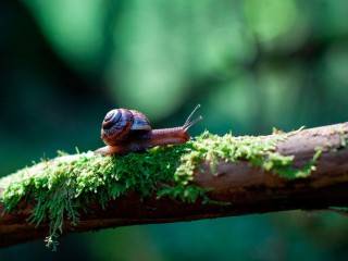 (Ảnh: Unsplash/Pavlenko)