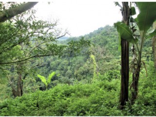 Một phần của khu rừng đầm lầy Darien Gap ở tỉnh Darien của Panama. Tín dụng: UrbanUnique / Shutterstock.