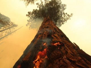 Ngọn lửa bùng lên một cây Sequoia khổng lồ ở bang California của Hoa Kỳ (AFP)