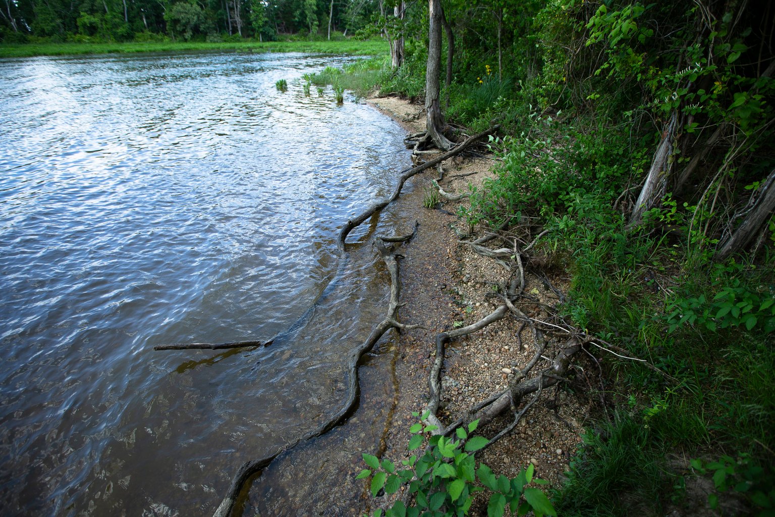 Nhánh sông Mattawoman Creek được nhìn thấy tại Công viên Tiểu bang Smallwood ở Marbury, Md., Ngày 23 tháng 5 năm 2021. Thông điệp năm 2015 của Đức Thánh Cha Phanxicô "Laudato Si ', về Chăm sóc Ngôi nhà Chung của chúng ta" được ca ngợi vì phạm vi của nó về phản ứng luân lý và đạo đức để bảo vệ môi trường của trái đất cho các thế hệ tương lai (Ảnh: Tyler Orsburn / CNS)