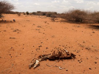 Xác một con lừa nằm trên bãi đất khô cằn gần thị trấn Kargi, Kenya, ngày 9 tháng 10 năm 2021. Các giám mục Kenya đang bày tỏ lo ngại về hạn hán và đang kêu gọi sự hợp tác giữa chính phủ và các tín ngưỡng để giúp bảo tồn. (Ảnh CNS / Baz Ratner, Reuters)