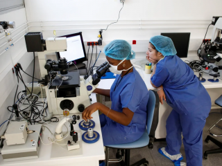 Trong ảnh, một kỹ thuật viên y tế tiêm tinh trùng trực tiếp vào trứng trong quy trình thụ tinh trong ống nghiệm tại Phòng thí nghiệm Sinh học Sinh sản CECOS của Bệnh viện Tenon ở Paris vào ngày 19 tháng 9 năm 2019. (Nguồn: Benoit Tessier / Reuters)