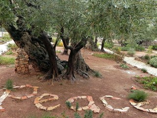 Vườn Gethsemane ở Giêrusalem